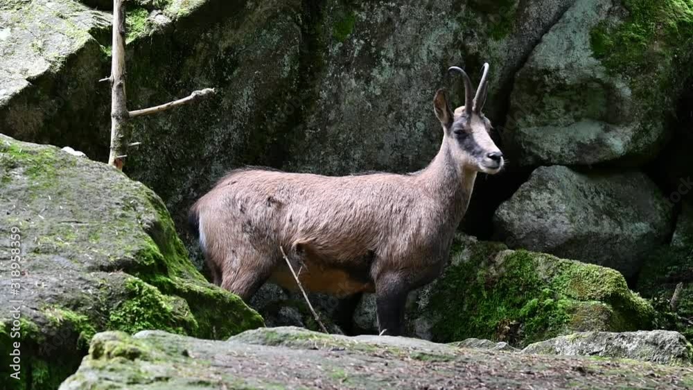 Pyrenean chamois (Rupicapra pyrenaica) standing among rocks on mountain slope in the Pyrenees Pyrenean chamois (Rupicapra pyrenaica) standing among rocks on mountain slope in the Pyrenees