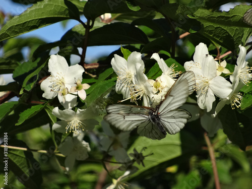Fototapeta Naklejka Na Ścianę i Meble -  blooming spring white tender mock and white butterflies