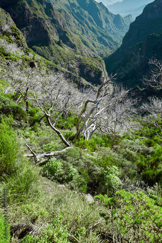 Lots of dry trees in Madeira Portugal