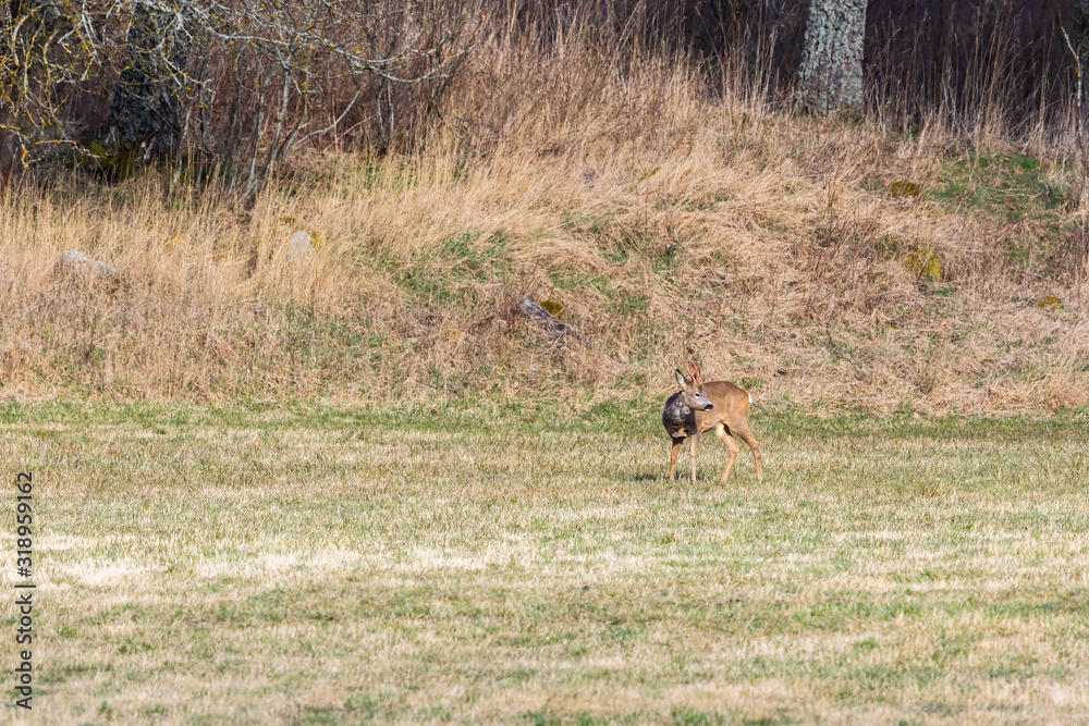 Roebuck on a field in the spring Roebuck on a field in the spring