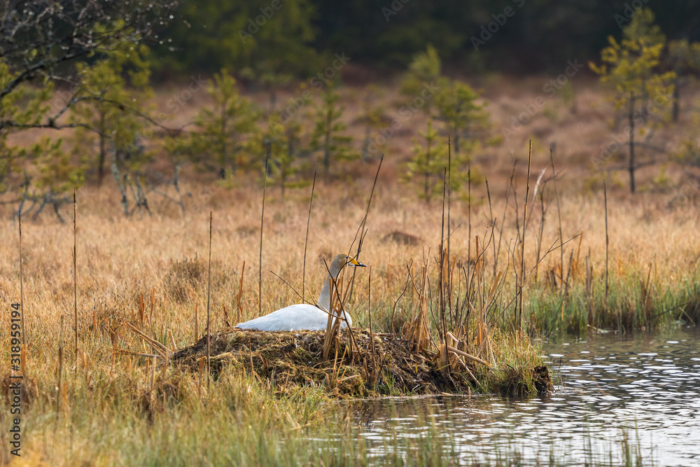 Whooper swan lying and broods the water on the bog