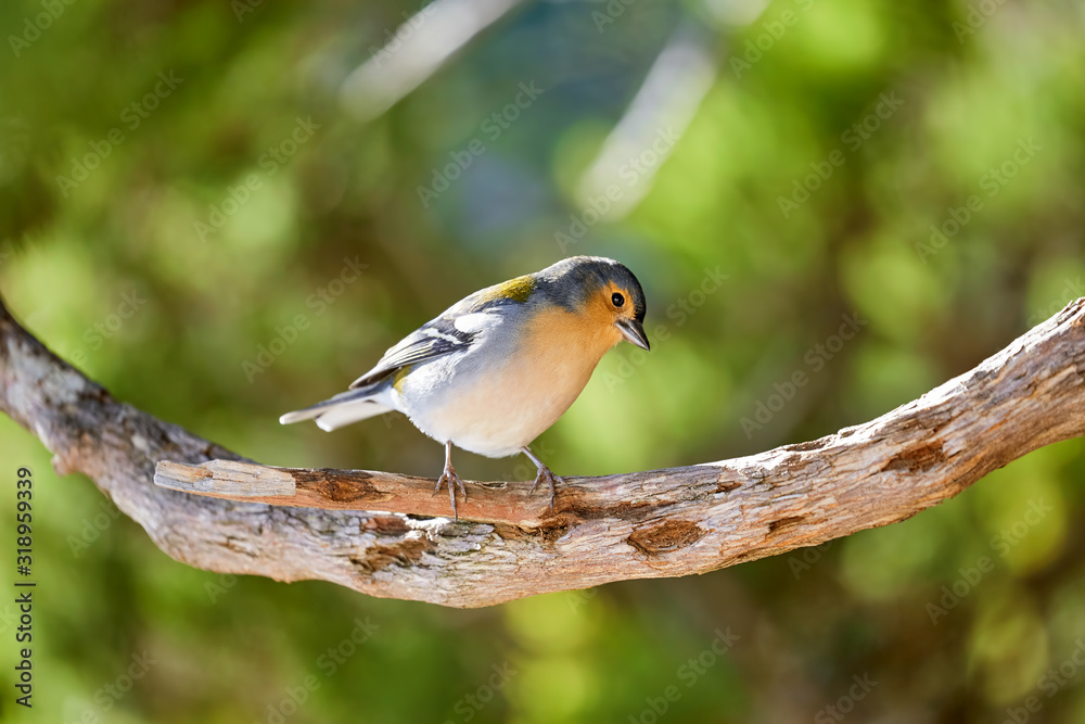 Fototapeta premium A beautiful chaffinch in Madeira Portugal