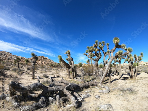 Joshua Trees in Redrock canyon state Park © FroZone