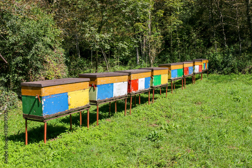 Many beehives in the Triglav National Park on a green meadow in summer.