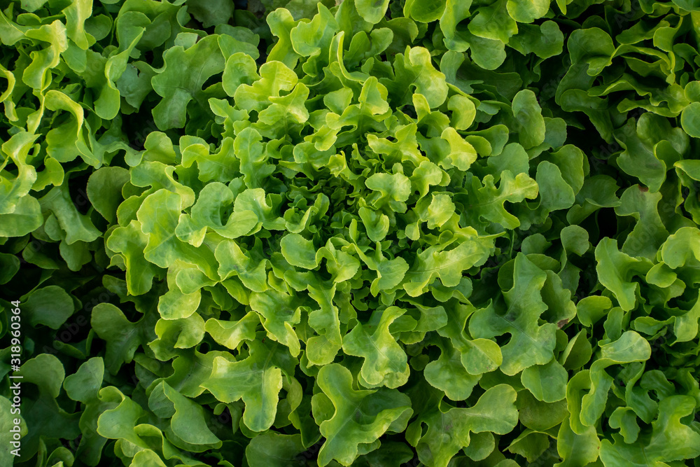 frillice iceberg, vitamin, agriculture, background, closeup, color, diet, eat, farm, farming, food, fresh, freshness, garden, green, green oak, head salad, health, healthy, hydroponic, ingredient, lac frillice iceberg, vitamin, agriculture, background, closeup, color, diet, eat, farm, farming, food, fresh, freshness, garden, green, green oak, head salad, health, healthy, hydroponic, ingredient, lac