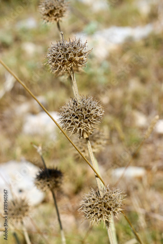Beautiful dry flower on an island in the Kornati archipelago