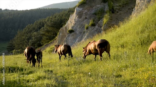 Wild horses of Armenia in the wild eat grass.
