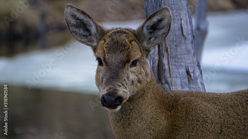 huemul