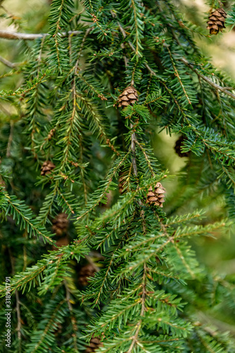 Branch of Christmas Tree with Pinecone