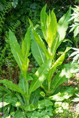 Two young Wild Teasel plants (Dipsacus fullonum / sylvestris)
