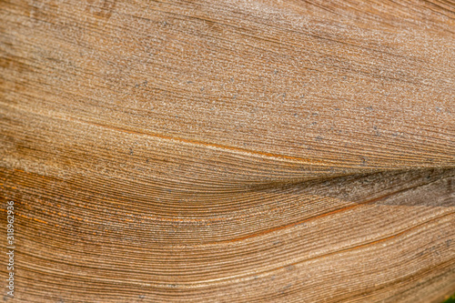 Dried coconut leaves Showing strange skin and patterns