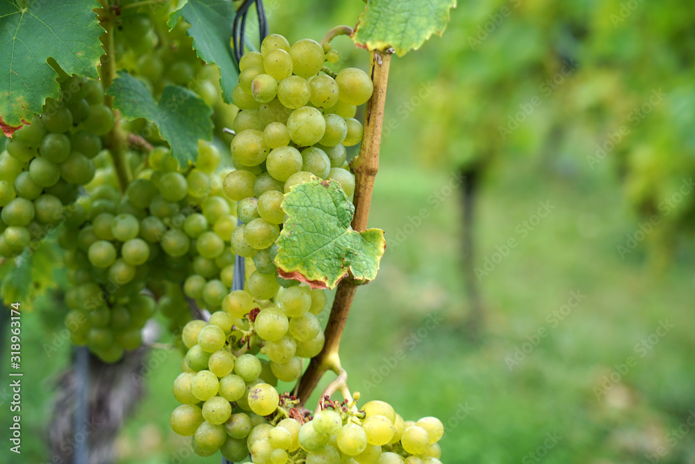 Grapes from the wine-growing region on the Danube photographed in detail Grapes from the wine-growing region on the Danube photographed in detail