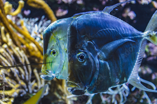 Close-up view of a group of Selene vomer photo