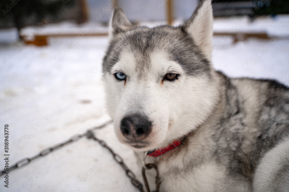 Siberian husky dog homeless in shelter on a walk outside in the winter in sunny weather Siberian husky dog homeless in shelter on a walk outside in the winter in sunny weather