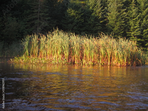 grass on riveres