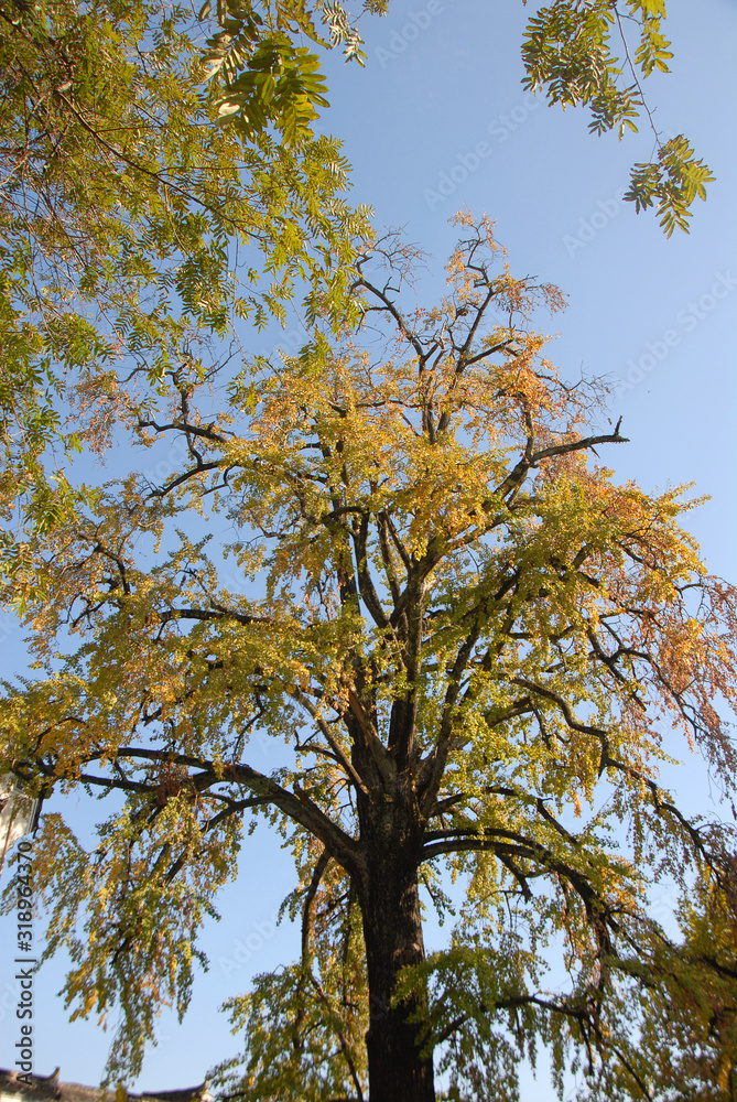 Obraz premium Hongcun Ancient Town in Anhui Province, China. The famous gingko or maidenhair tree in a square in Hongcun. One of the important landmarks in the ancient town of Hongcun in China.