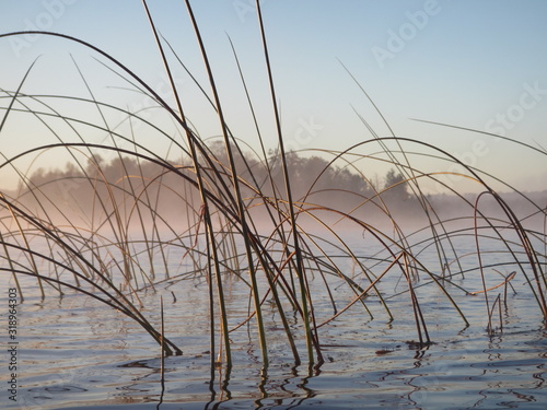 foggy morning kayaking  grasses