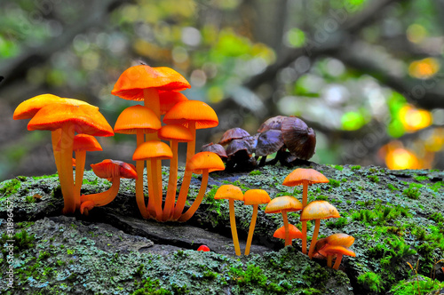 Mycena Leaiana Mushrooms, Avon Trail, Ontario, Canada