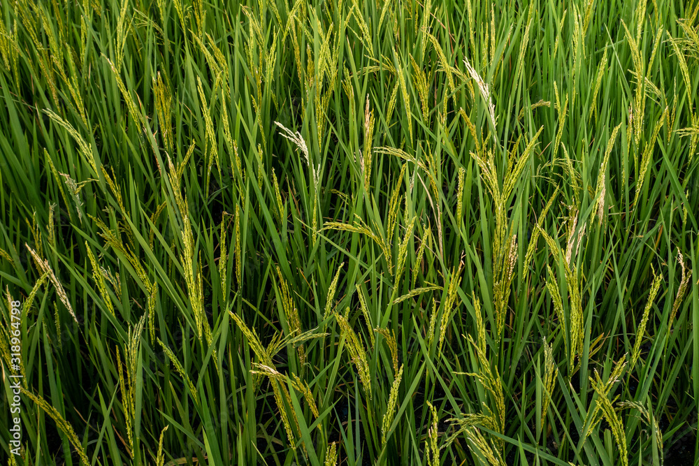 Rice spike in rice field of thailand. Rice spike in rice field of thailand.