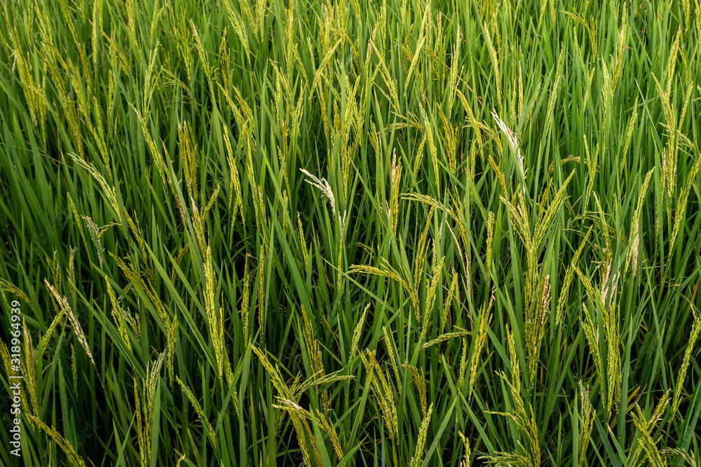 Rice spike in rice field of thailand. Rice spike in rice field of thailand.