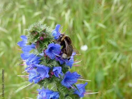 bee on echium vulgare flowers