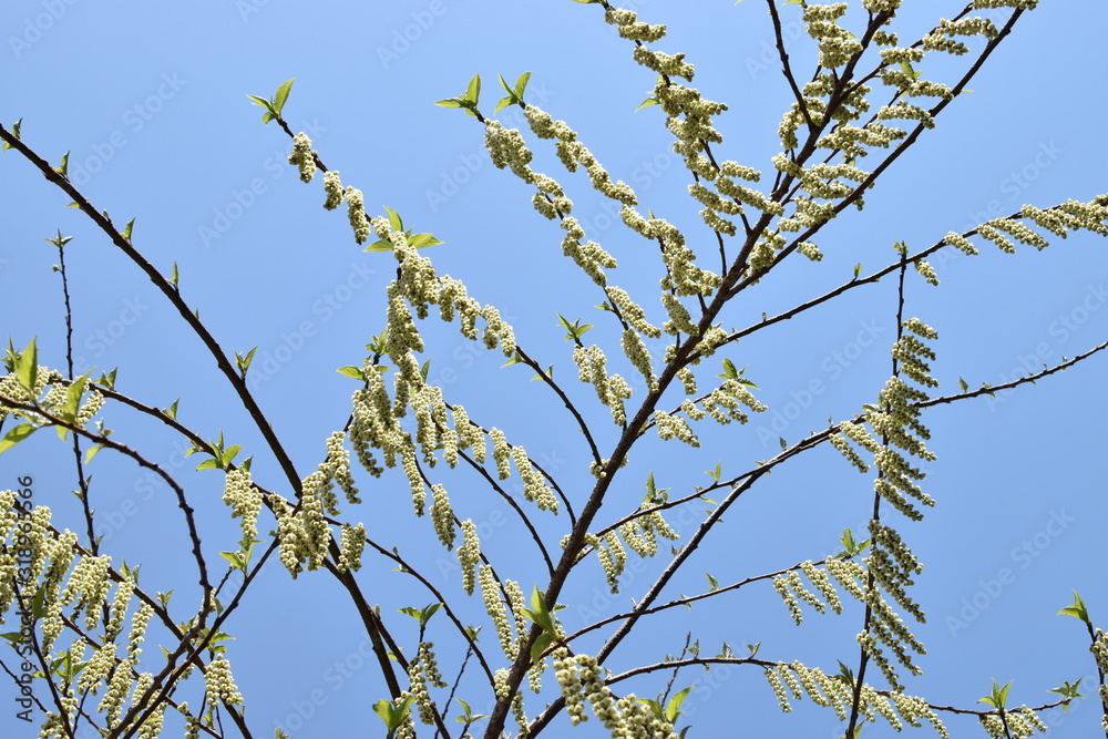 きぶし, 木伏 きぶし, 木伏