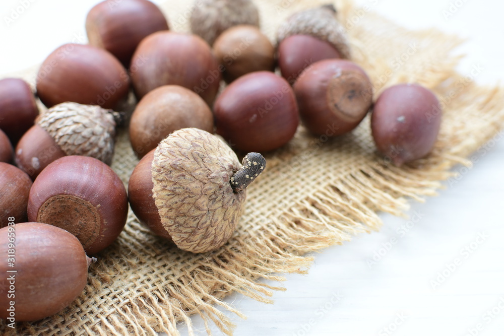 acorns or dried oak seed from cold ground acorns or dried oak seed from cold ground