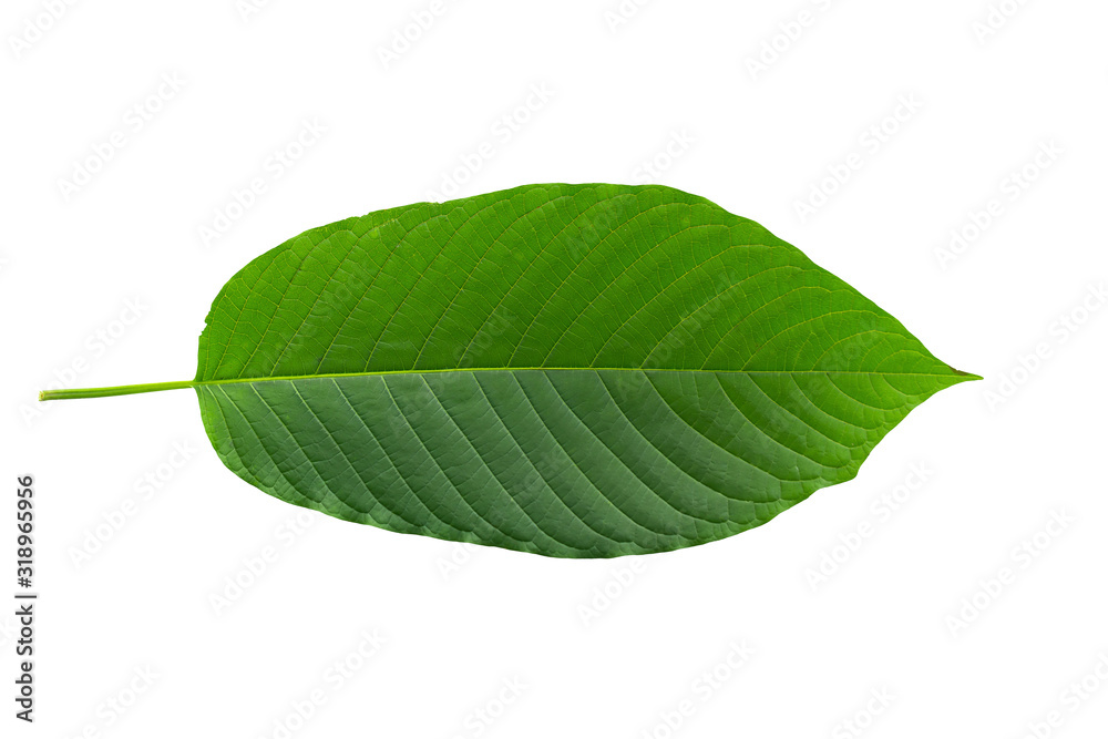 Fototapeta premium Mitragynina speciosa or Kratom leaves isolated on white background