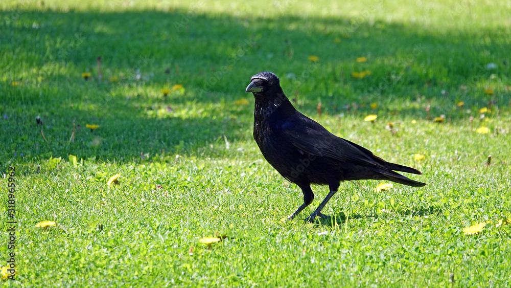 Fototapeta premium a raven in the garden on a sunny day