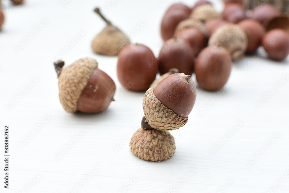 acorns or dried oak seed from cold ground acorns or dried oak seed from cold ground