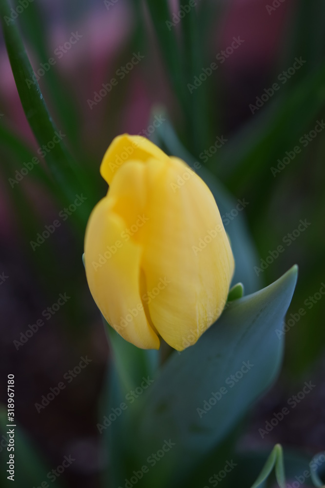 チューリップ tulip チューリップ tulip