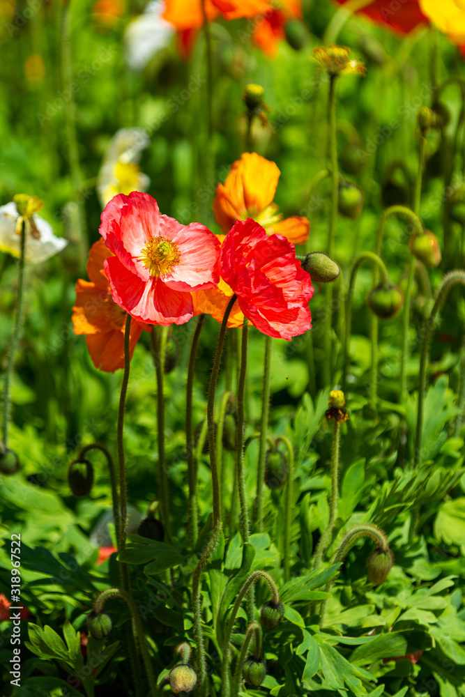 Poppy field in full bloom against sunlight. Toowoomba, QLD, Australia.