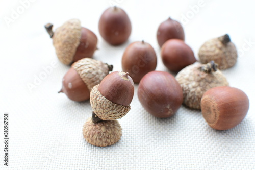  acorns or dried oak seed from cold ground