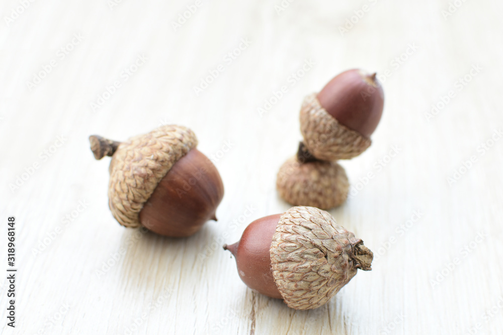 acorns or dried oak seed from cold ground acorns or dried oak seed from cold ground