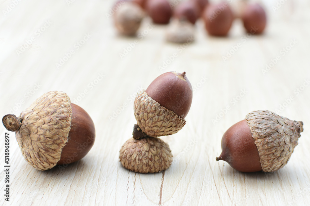 acorns or dried oak seed from cold ground acorns or dried oak seed from cold ground