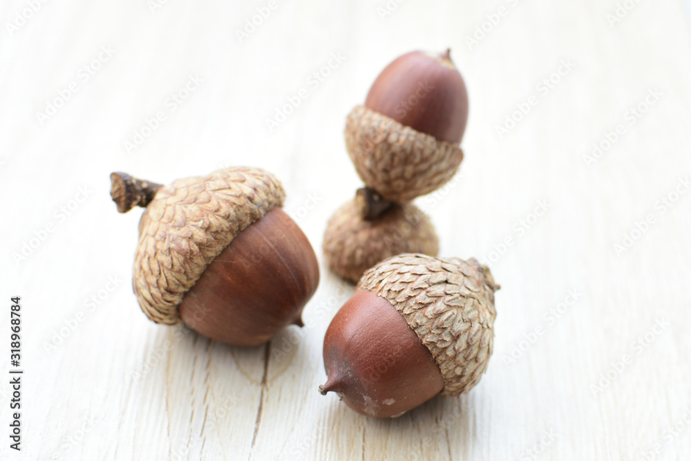 acorns or dried oak seed from cold ground acorns or dried oak seed from cold ground