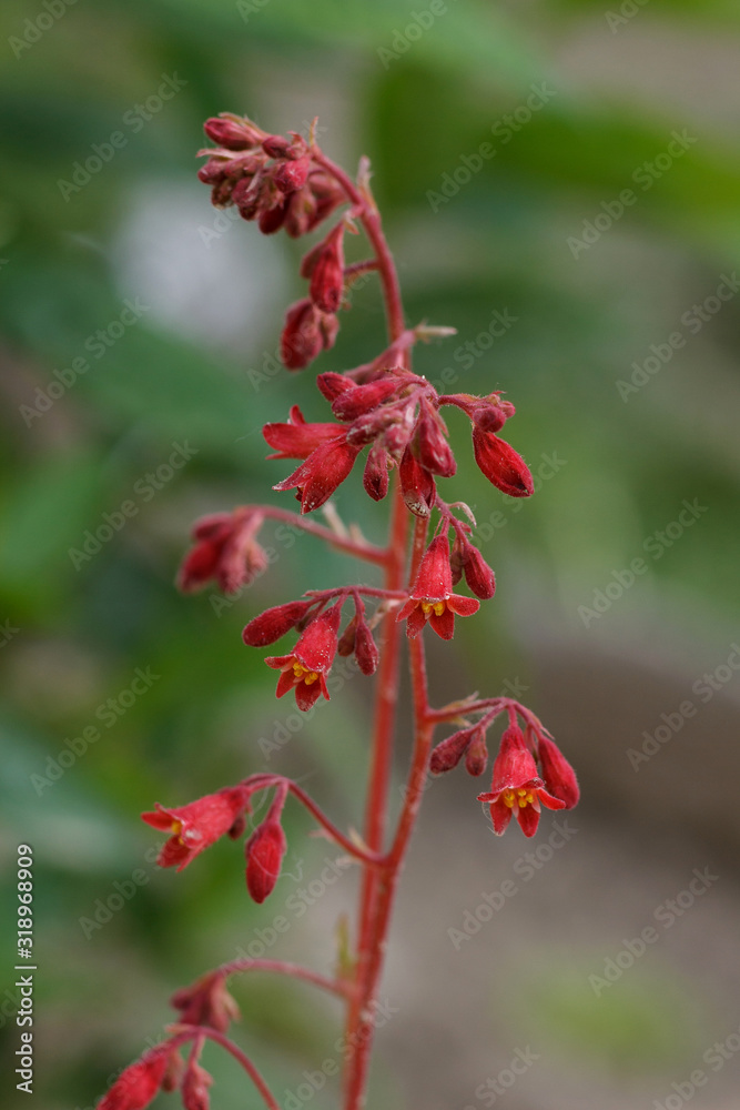 Flowering Pink Bells Heuchera in the Garden.Perennial garden plant. Flowering Pink Bells Heuchera in the Garden.Perennial garden plant.