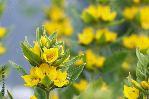 Beautiful yellow garden flowers in the form of bells. Blooming loosestrife closeup.