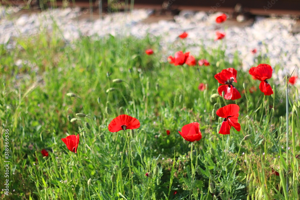 Fototapeta premium Poppies growing by the railways. Selective focus.