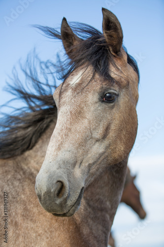 Portrait of a gray horse on a blue background
