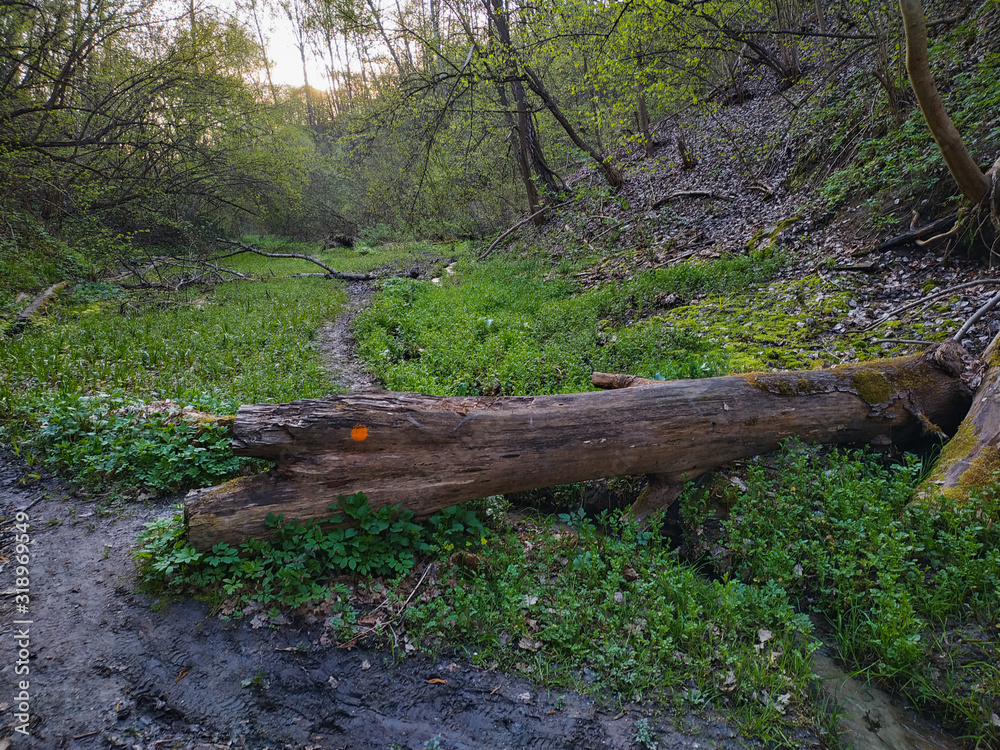 Muddy road in rural path at the forest with creek. Muddy road in rural path at the forest with creek.
