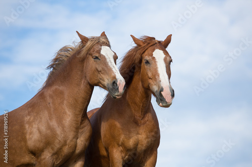 Fototapeta Naklejka Na Ścianę i Meble -  Red horses on sky background