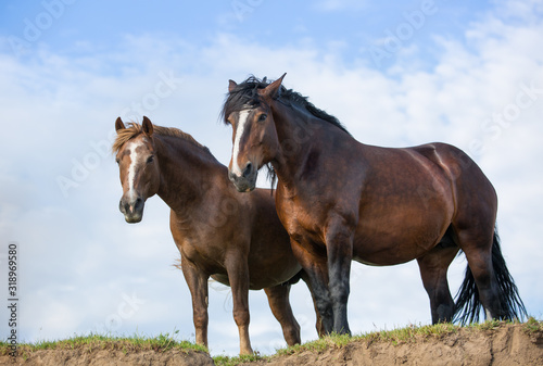 Portrait of two horses on a summer day
