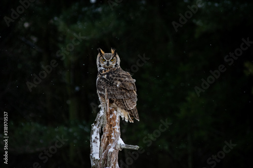 great horned owl on tree