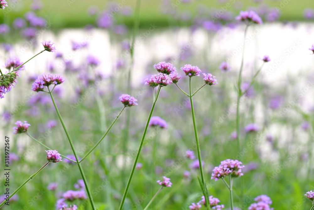 Closeup,Purpletop vervain flowers in the garden of King Rama IX park in Thailand Closeup,Purpletop vervain flowers in the garden of King Rama IX park in Thailand