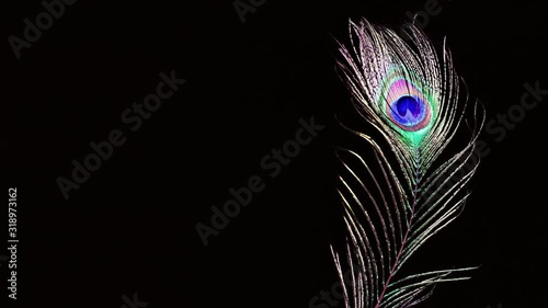 Peacock feather on a black background in the wind