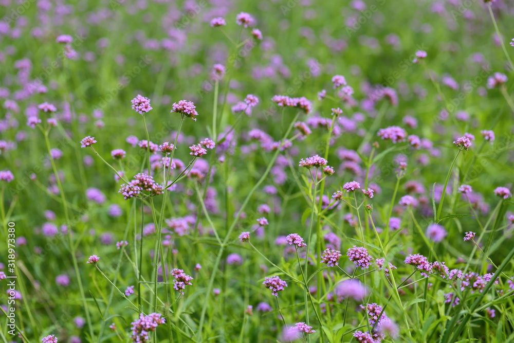 Closeup,Purpletop vervain flowers in the garden of King Rama IX park in Thailand