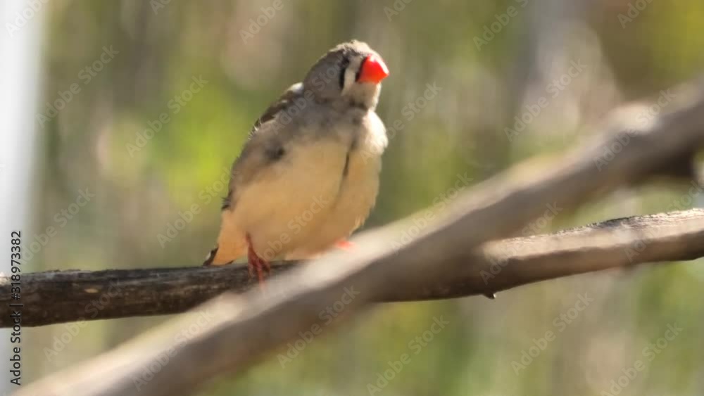 Bottom view of Australian Zebra Finch Red Beak on a tree with blurred nature background. Desert Park at Alice Springs in Northern Territory, Central Australia. Bottom view of Australian Zebra Finch Red Beak on a tree with blurred nature background. Desert Park at Alice Springs in Northern Territory, Central Australia.
