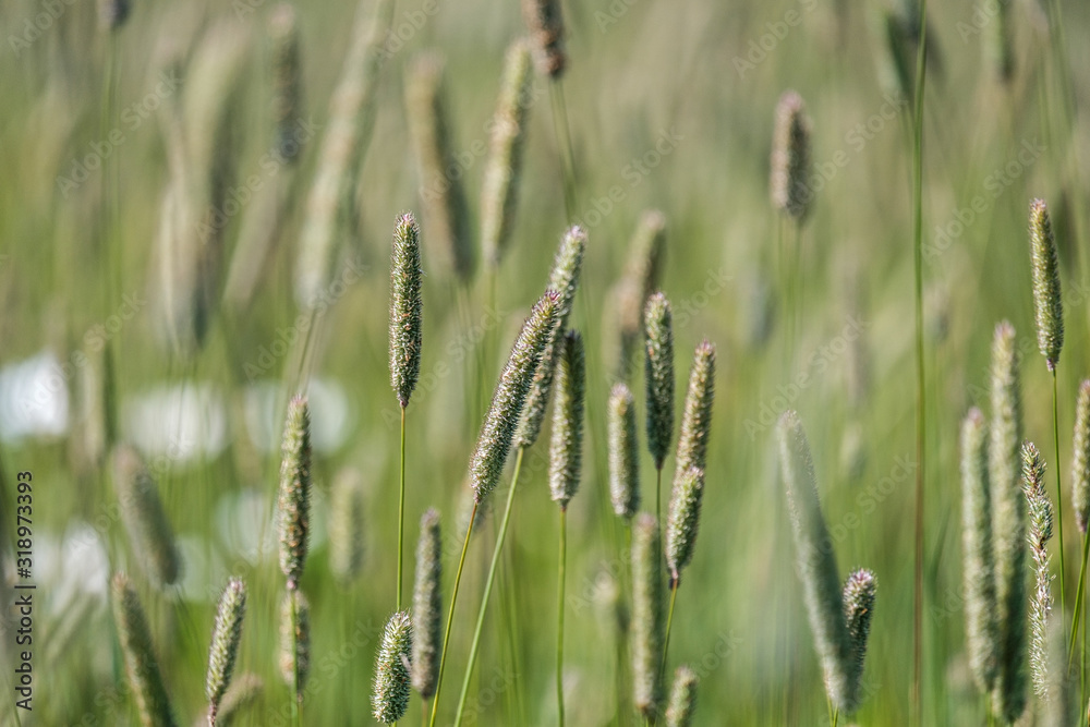close-up of grass tops on a field background close-up of grass tops on a field background