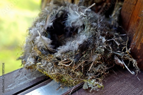 a small bird nest with feathers, moss and grass photo